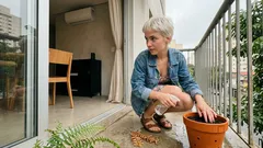 Como cuidar de avenca em vaso e parar de perder folhas