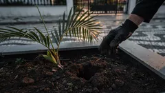 Pegar muda de planta na rua dá problema? Entenda o que a lei diz