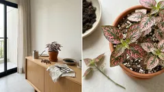 Como cuidar da planta-confete para manter as pintas bem vivas o ano todo