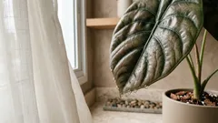 Como cuidar da Alocasia cuprea (pulmão-de-aço) em casa sem erro