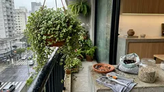 Erva-da-fortuna: como cuidar para ficar cheia, verdinha e pendente