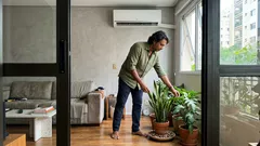 Ar-condicionado e plantas: 7 espécies que vão bem — e o que fazer para evitar folhas secas