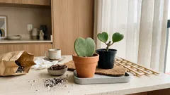 Como cuidar da planta-coração e fazer a Hoya kerrii virar trepadeira de verdade