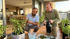 Folhas furadas na planta: como saber se é oídio e não inseto