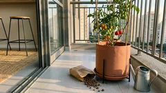 Tomate-cereja em vaso: os ajustes de sol, vaso e rega que fazem a planta carregar (mesmo na varanda)