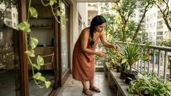 Pontas queimadas nas folhas: como descobrir a causa antes que a planta perca mais folhas