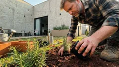 Como afastar gatos do quintal com plantas cheirosas sem machucar ninguém