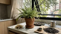 Samambaia havaiana mini: luz, rega e umidade — o que ela precisa para ficar cheia o ano todo