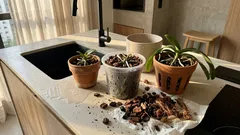 Como escolher o vaso ideal para orquídea e evitar raízes apodrecidas