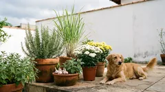 Plantas que ajudam a afastar pulgas e carrapatos do quintal com segurança para pets