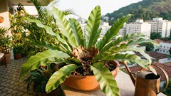 Como cuidar de asplênio: luz indireta, rega certa e folhas sempre verdes