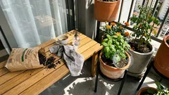 Bichinhos do bem no jardim: 6 aliados que protegem suas plantas sem veneno